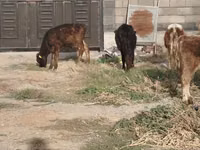 Toro, Ganado vacuno — foto 3