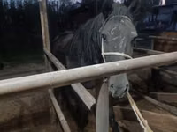 Farasi jike, Budyonny horse — picha 6