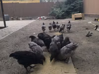Australorp — photo 5