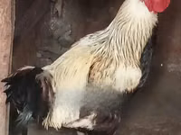 Chickens — Foto 1