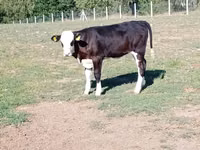 Vaca, Hereford — foto 5
