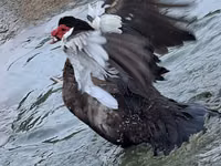 Geese — picha 6