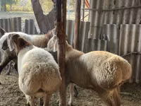 Ram, Arashan sheep — photo 5