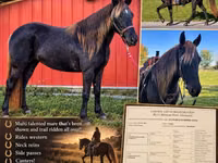 Stute, Rocky Mountain Horse — Foto 1