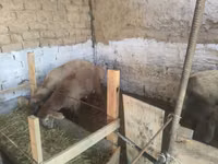 Widder, Rhon sheep — Foto 6