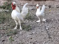 Chickens — Foto 1