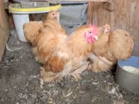 Chickens — picha 3