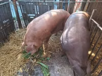 Sow, Pigs — photo 5