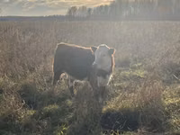 Ng'ombe jike, Russian Black pied cattle — picha 1