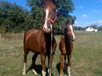 Caballo, Dutch warmblood horse — foto 4