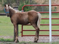 Caballo, Black Sea breed — foto 6
