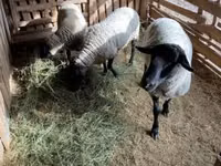 Carnero, White Suffolk sheep — foto 4
