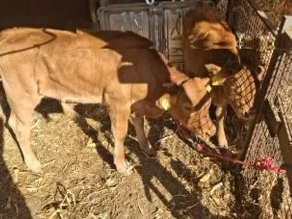 सांड, लिमोज़िन गाय