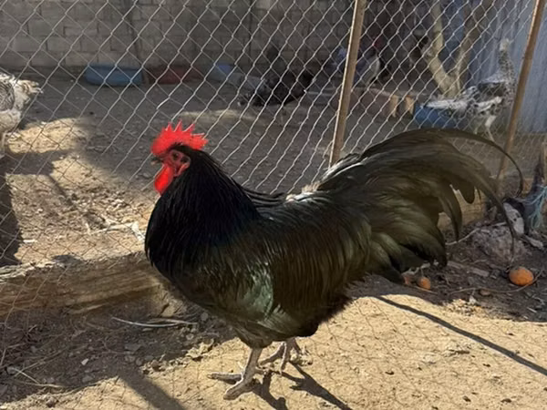 Chickens