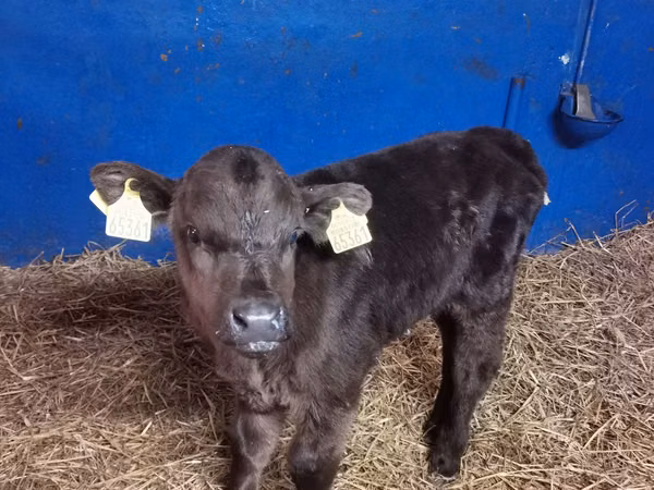 Ng'ombe dume, Aberdeen – Angus