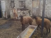 كبش, Blackheaded Persian sheep — الصورة 4