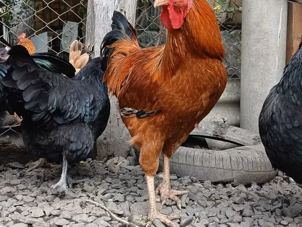 Куры