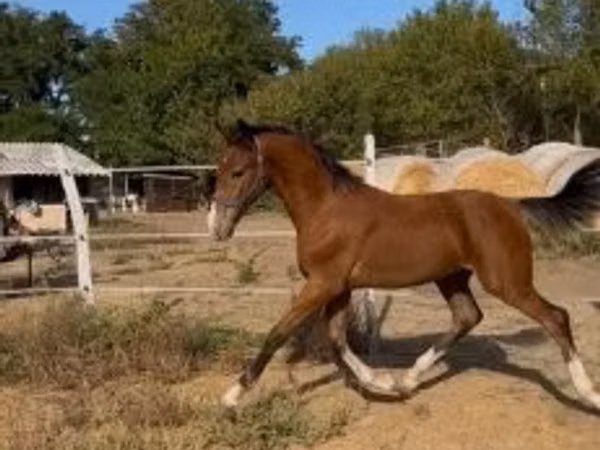 Caballo, Dutch warmblood horse