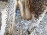 Ng'ombe jike, Simmental cattle — picha 2