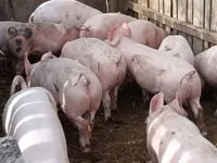 Säue, Schweine — Foto 4