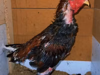 Chickens — 照片 4