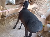 Ram, Sheep — photo 6