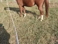 Caballo, Kisber felver — foto 5