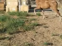 Yegua, Dutch warmblood horse — foto 6