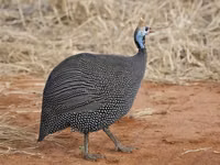 Zagorsk White-breasted — picha 1