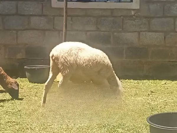 Kondoo jike, Kondoo