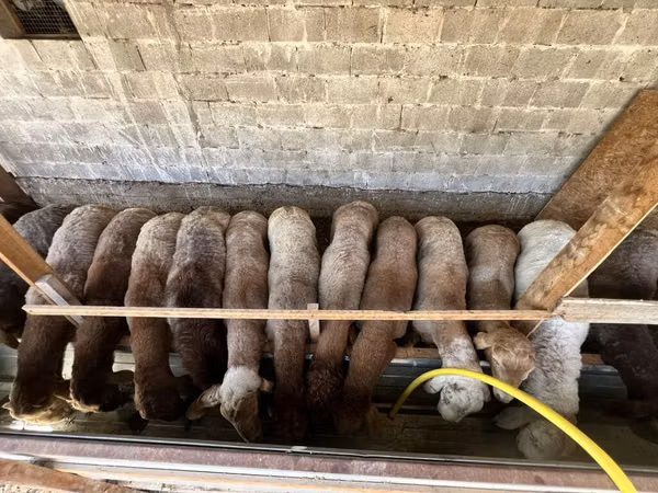 भेड़, Rhon sheep