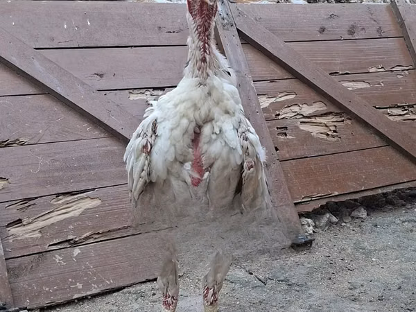 Chickens — Kenia