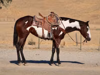 فرس, National Show Horse — الصورة 3