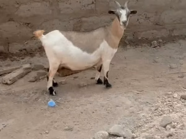 बकरियाँ (लॉट, लिंग निर्दिष्ट नहीं), बकरियाँ