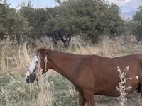 حصان, Tiger horse — الصورة 8