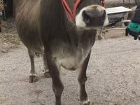 Kuh, Swiss cattle — Foto 1