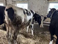 Ng'ombe jike, Russian Black pied cattle — picha 2