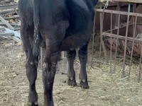 Toro, Aberdeen-Angus — foto 2