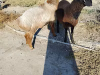 Sheep (batch, sex not specified), Sheep — photo 1