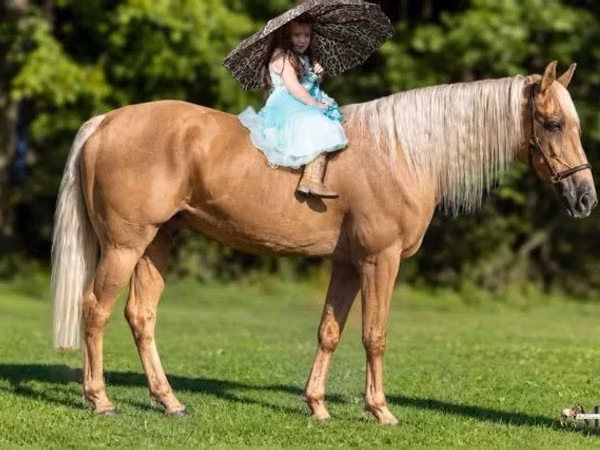 Farasi dume, Palomino