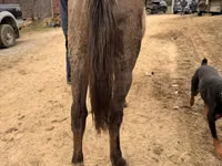 Farasi jike, Rocky Mountain Horse — picha 7
