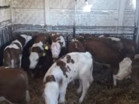 أبقار (دفعة، الجنس غير محدد), Simmental cattle — الصورة 8