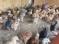 Shamo chickens — picha 1