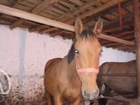 Hengst, Manipuri pony — Foto 5