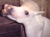Stute, Miniature horse — Foto 7