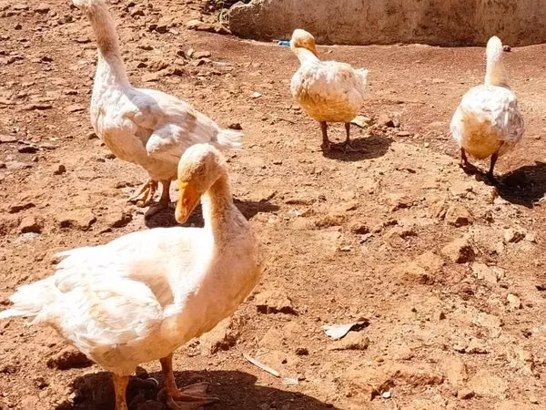 Geese