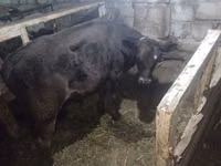 Kuh, Simmental cattle — Foto 6