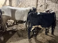 सांड, मवेशी — फ़ोटो 2
