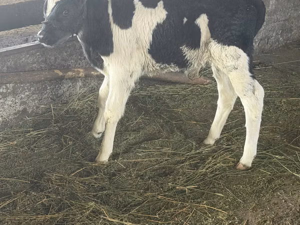 Bulle, Russian Black pied cattle