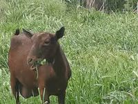 Mbuzi jike, Irish goat — picha 6